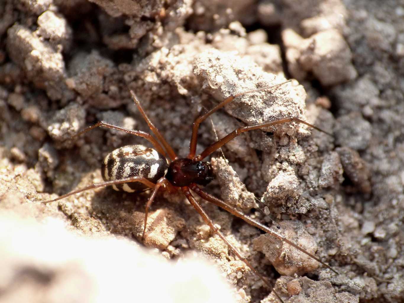 Linyphiidae molto colorato - Santa Teresa Gallura (OT)